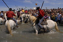 People in the sea on white horses of the Camargue being watched by a large crowd. Saintes Maries de la mer gipsy festival, May, Camargue 2006