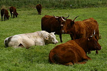 Domestic cattle, Salers breed (brown) and Charollais breed (white bull) in pasture, Cantal, France