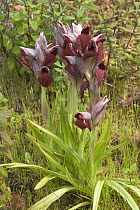 Heart flowered Serapias Orchid (Serapias cordigera) Corsica, France