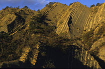 Stratification of uplifted limestone and marl beds, Provence (Drôme), France