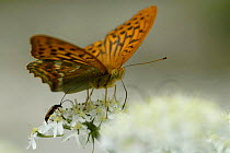 Silver washed fritillary (Argynnis paphia) feeding on flower with beetle, Vercors, France