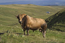 Aubrac bull in grazed mountain upland landscape, Cézallier, Cantal, France