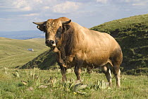 Aubrac bull in grazed mountain upland pasture landscape, Cézallier, Cantal, France