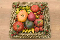Collection of tomatoes of different varieties. Oxheart (centre), Black tomatoes 'of the Crimea', Pear tomatoes, Cherry tomatoes and Pineapple tomatoes, France