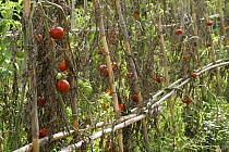 Ripe tomatoes (Lycopersicon esculentum) on the vine. Plants are supported by a frame made from Giant Reeds (Arundo donax) ("canne de Provence") Camargue, France