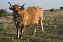 Aubrac cow (Bos taurus) with horns in grazed pasture, Cézallier, Cantal, France