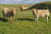 Three Aubrac cattle (Bos taurus) in grazed mountaine landscape. Bull in background, Cézallier, Cantal, France