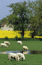 Typical agricultural landscape of the Allier valley with a field of Oil seed rape and grazing white cattle, France