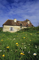 Old country building with Dandelions (Taraxacum sp) and daisies in foreground, Forez, France