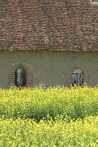 Building with typical architecture of those in the Allier valley and partially obscured by crop of Oil seed rape (Brassica napus), France