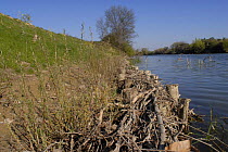 Restoration of riverbank using plant material and vegetation, Vidourle, Provence, France