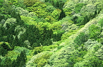 Mosaic of greens from spring leaves in tree canopy, Motosu Lake, Yamanashi, Japan