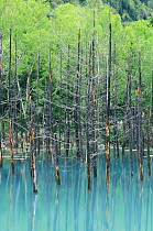 Dead trees reflected in turquoise water of geothermal lake, Blue Marsh, Shirogane Hot Springs, Hokkaido, Japan