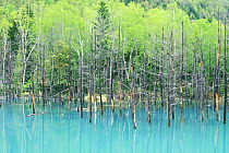 Dead trees reflected in turquoise water of geothermal lake, Blue Marsh, Shirogane Hot Springs, Hokkaido, Japan