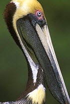 Brown Pelican (Pelecanus occidentalis) Everglades NP, Florida, USA