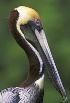 Brown Pelican (Pelecanus occidentalis) head profile portrait, Everglades NP, Florida, USA