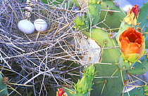 Mourning dove (Zenaida macroura) nest with eggs, on Desert Prickly Pear cactus (Opuntia), Casa Grande, Arizona, USA