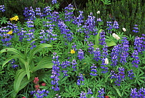 Mountain Wildflowers including blue Lupins (Lupinus) Mt. Rainier NP, Washington, USA