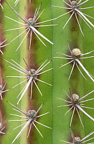 Close up of spines of Octopus Cactus {Stencereus alamosensis} Desert Botanical Museum, Phoenix, Arizona, USA