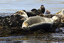 Grey seal {Halichoerus grypus} resting on seaweed covered rocks, Bardsey island, Gwynedd, Northern Wales, UK