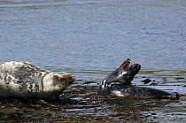 Grey seals {Halichoerus grypus} resting amongst seaweed, Bardsey island, Gwynedd, Northern Wales, UK