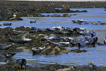 Grey seals {Halichoerus grypus} resting on seaweed covered rocks in colony, Bardsey island, Gwynedd, Northern Wales, UK