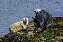 Female Grey seal {Halichoerus grypus} resting on rock with pup, Bardsey island, Gwynedd, Northern Wales, UK