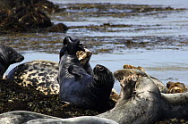 Grey seals {Halichoerus grypus} resting, Bardsey island, Gwynedd, Northern Wales, UK