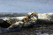 Grey seal {Halichoerus grypus} scratching face, Bardsey island, Gwynedd, Northern Wales, UK