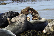 Grey seal {Halichoerus grypus} young males fighting, Bardsey island, Gwynedd, Northern Wales, UK