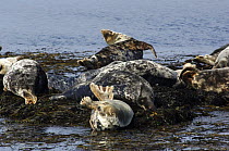 Grey seal {Halichoerus grypus} group resting on seaweed haulout, Bardsey island, Gwynedd, Northern Wales, UK