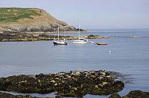 Grey seals {Halichoerus grypus} resting on seaweed covered rocks with boats in bay, Bardsey island, Gwynedd, Northern Wales, UK