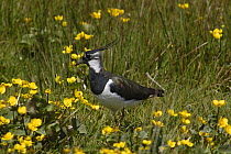 Lapwing {Vanellus vanellus} amongst grass in breeding territory, late spring, Upper Teesdale, North Pennines UK.
