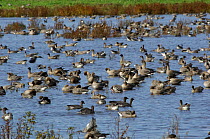 Pink footed geese {Anser brachyrhynchus}  Flock, Martin Mere WWT, Lancashire, UK. Recently arrived from Iceland, early Autumn