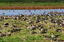 Pink footed geese {Anser brachyrhynchus}  Flock, Martin Mere WWT, Lancashire, UK. Recently arrived from Iceland, early Autumn