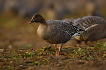 Pink footed goose {Anser brachyrhynchus} nr. Burnham Market, Norfolk, UK.