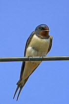 Barn Swallow (Hirundo rustica) perched on telegraph wire, Wiltshire, UK