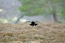 Male Black Grouse (Tetrao tetrix) in flight over heather moorland, Deeside, Scotland UK