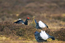 Female (Greyhen) Black Grouse (Tetrao tetrix) at lek surrounded by displaying males, Deeside, Scotland UK
