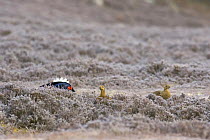 Two female (Greyhen) Black Grouse (Tetrao terix) in heather with male displaying in background, spring, Deeside, Scotland
