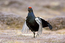 Male Black Grouse (Tetrao terix) displaying and calling on spring lek, Deeside, Scotland UK