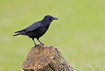 Carrion Crow (Corvus corone corone) Wiltshire, UK
