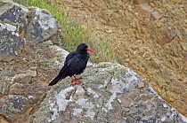 Chough (Pyrrhocorax pyrrhocorax) with red beak and legs, Pembrokeshire UK