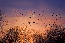 Rooks (Corvus frugilegus) and Jackdaws (Corvus monedula) gathering at winter evening roost site, Gloucestershire UK
