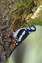 Great Spotted Woodpecker (Dendrocopos major) at nest hole with food, Wales UK
