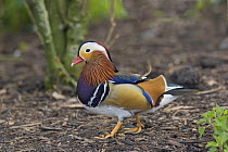 Male (Drake) Mandarin Duck (Aix galericulata), captive, UK