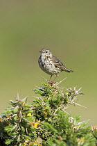 Meadow Pipit (Anthus pratensis) perched on flowering Gorse (Ulex europaeus) Pembrokeshire UK