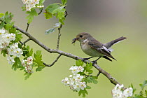 Female Pied flycatcher (Ficedula hypoleuca) with insects in beak on flowering hawthorn, spring, Wales UK