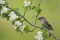 Female Pied Flycatcher (Ficedula hypoleuca) with insects in bill on flowering Hawthorn, spring, UK