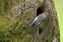 Female Pied flycatcher (Ficedula hypoleuca) with insects at nest hole in tree, spring, Wales UK